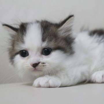 ミヌエット(短足)【鹿児島県・男の子・2022年9月9日・ブラウンタビー&ホワイト（セミロング）】の写真「💕可愛いお顔した男の子☺️💕🎶両親遺伝子検査クリア」