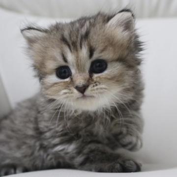 ミヌエット(長足)【鹿児島県・男の子・2022年9月9日・チンチラゴールデン（セミロング）】の写真「💕可愛いお顔の男の子💕🎶両親遺伝子検査クリア😊」