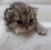 ペルシャ(チンチラ)【鹿児島県・男の子・2021年3月3日・チンチラゴールデン】の写真1「3月20日(土)撮影」