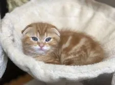 スコティッシュフォールド(折れ耳)【鹿児島県・男の子・2017年11月1日・レッドタビー】の写真1「12/23撮影」