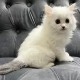 ミヌエット(長足)【鹿児島県・男の子・2024年3月18日・ブルー&ホワイト】の写真1