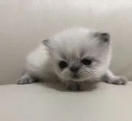 ヒマラヤン【鹿児島県・男の子・2021年2月1日・ブルーポイント】の写真2