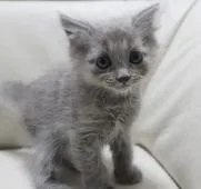 マンチカン(長足)【鹿児島県・男の子・2021年10月8日・ブルー】の写真2「11月20日(土)撮影」