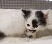 ミヌエット【鹿児島県・男の子・2020年3月9日・ブラック&ホワイト】の写真2「4月24日(金)撮影」