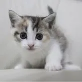 マンチカン(短足)【鹿児島県・女の子・2022年7月19日・キャリコ】の写真2「8月23日(火)撮影」