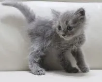 マンチカン(長足)【鹿児島県・男の子・2021年10月8日・ブルー】の写真3「11月20日(土)撮影」