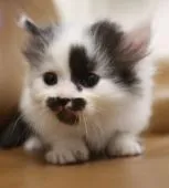 ミヌエット【鹿児島県・男の子・2020年3月9日・ブラック&ホワイト】の写真3「4月13日(月)撮影」