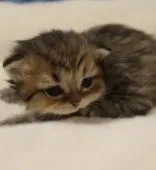 ペルシャ(チンチラ)【鹿児島県・男の子・2021年3月3日・チンチラゴールデン】の写真3「3月20日(土)撮影」