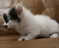 ミヌエット【鹿児島県・男の子・2020年3月9日・ブラック&ホワイト】の写真4「4月7日(火)撮影」