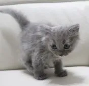 マンチカン(長足)【鹿児島県・男の子・2021年10月8日・ブルー】の写真4「11月20日(土)撮影」