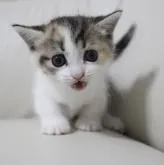 マンチカン(短足)【鹿児島県・女の子・2022年7月19日・キャリコ】の写真4「8月23日(火)撮影」