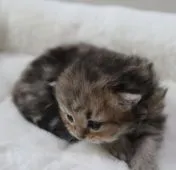 ペルシャ(チンチラ)【鹿児島県・男の子・2021年3月3日・チンチラゴールデン】の写真4「3月20日(土)撮影」