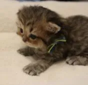 ペルシャ(チンチラ)【鹿児島県・男の子・2021年3月3日・チンチラゴールデン】の写真4「3月20日(土)撮影」