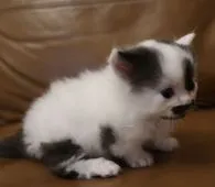 ミヌエット【鹿児島県・男の子・2020年3月9日・ブラック&ホワイト】の写真5「4月7日(火)撮影」