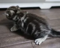 スコティッシュフォールド(立ち耳)【鹿児島県・女の子・2018年11月23日・ブラウンタビー】の写真5「12月16日撮影」