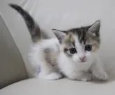 マンチカン(短足)【鹿児島県・女の子・2022年7月19日・キャリコ】の写真5「8月23日(火)撮影」