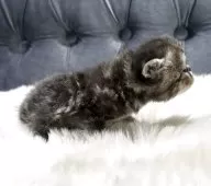 エキゾチックショートヘア【鹿児島県・男の子・2025年11月16日・ブラウンタビー】の写真10