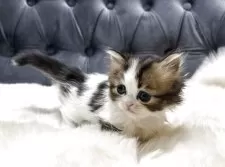 ミヌエット(短足)【鹿児島県・男の子・2025年11月4日・ブラウンタビー&ホワイト】の写真10