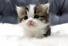 ミヌエット(短足)【鹿児島県・女の子・2025年4月11日・ブラウンタビー&ホワイト】の写真11