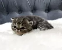 エキゾチックショートヘア【鹿児島県・男の子・2025年11月16日・ブラウンタビー】の写真11