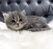 マンチカン(長足)【鹿児島県・男の子・2025年5月1日・ブルータビー】の写真11