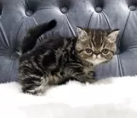 エキゾチックショートヘア【鹿児島県・女の子・2025年6月10日・ブラウンタビー】の写真11