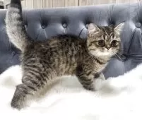 スコティッシュフォールド(立ち耳)【鹿児島県・女の子・2025年5月20日・ブラウンタビー】の写真11