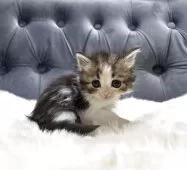 ミヌエット(長足)【鹿児島県・男の子・2025年11月4日・ブラウンタビー&ホワイト】の写真10