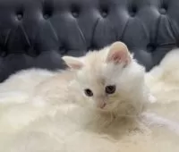 マンチカン(長足)【鹿児島県・女の子・2025年9月26日・クリーム&ホワイト】の写真10