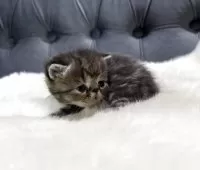 エキゾチックショートヘア【鹿児島県・男の子・2025年11月16日・ブラウンタビー】の写真12