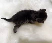 エキゾチックショートヘア【鹿児島県・女の子・2025年11月16日・ブラウンタビー】の写真13