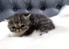 エキゾチックショートヘア【鹿児島県・男の子・2025年11月16日・ブラウンタビー】の写真13