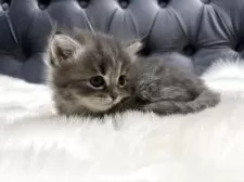 マンチカン(長足)【鹿児島県・男の子・2025年5月1日・ブルータビー】の写真14