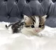 ミヌエット(短足)【鹿児島県・女の子・2025年4月11日・ブラウンタビー&ホワイト】の写真13