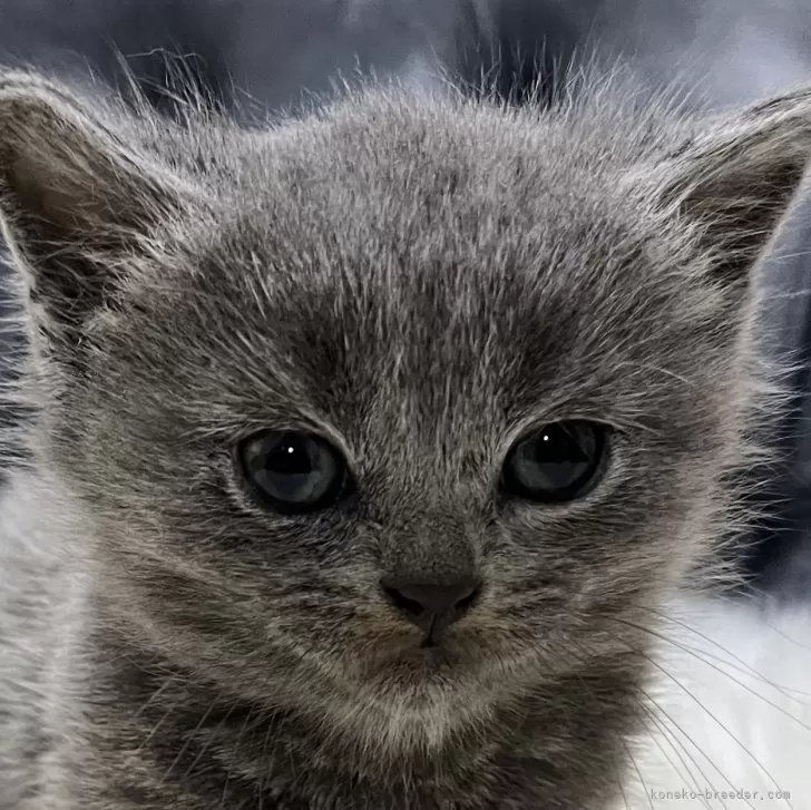 ID:2504-00591の子猫