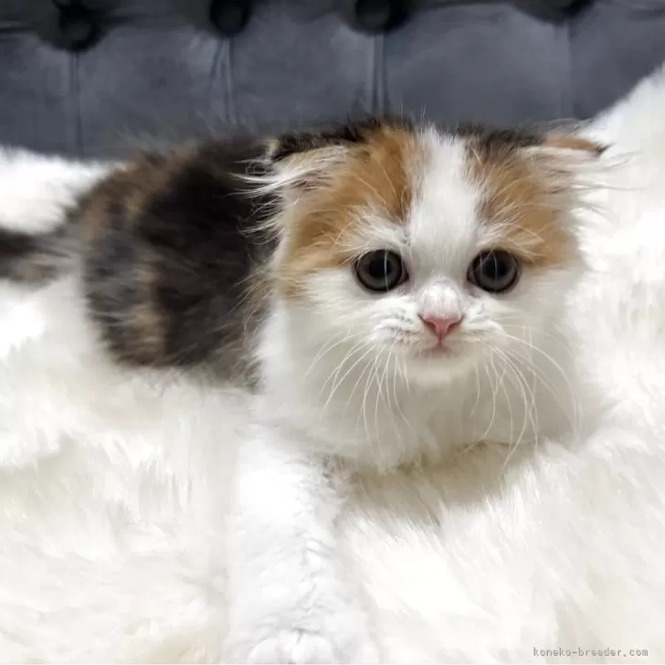 ID：2506-01467の子猫