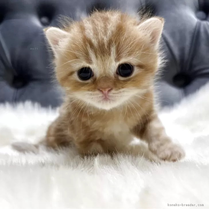 ID:2506-01466の子猫