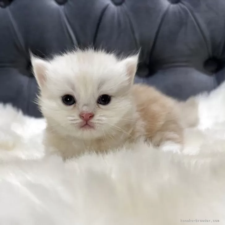 ID：2512-02305の子猫