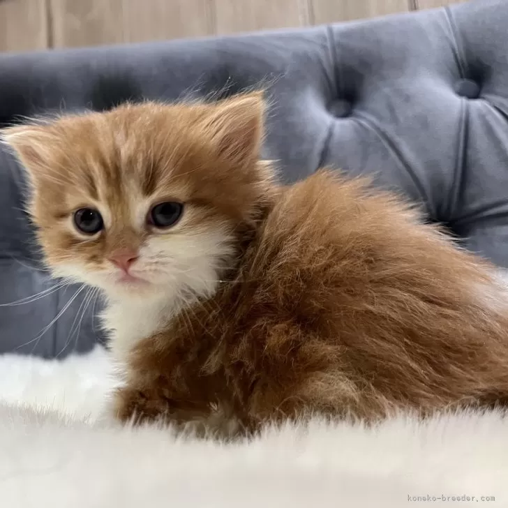 ID：2504-00619の子猫