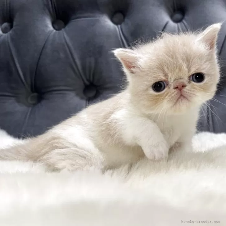 ID:2507-00793の子猫