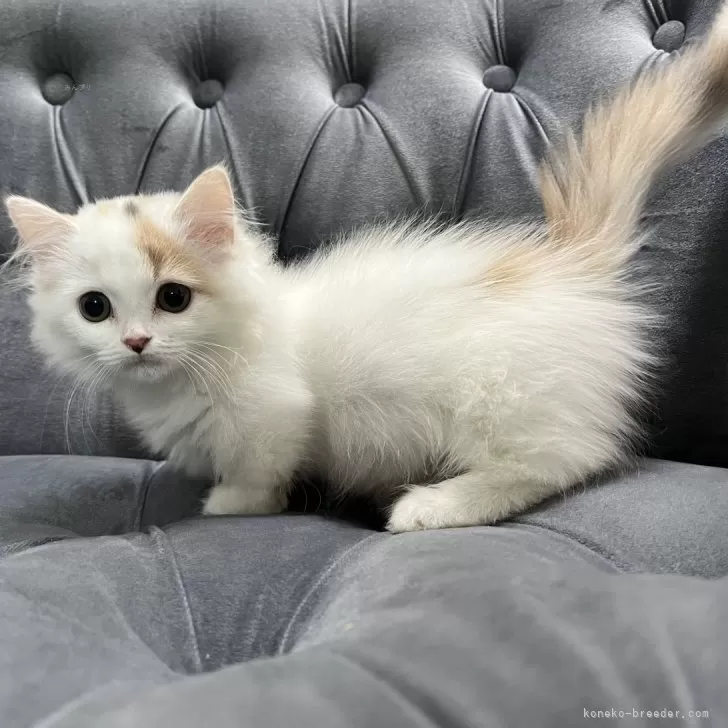 ID:2501-00594の子猫