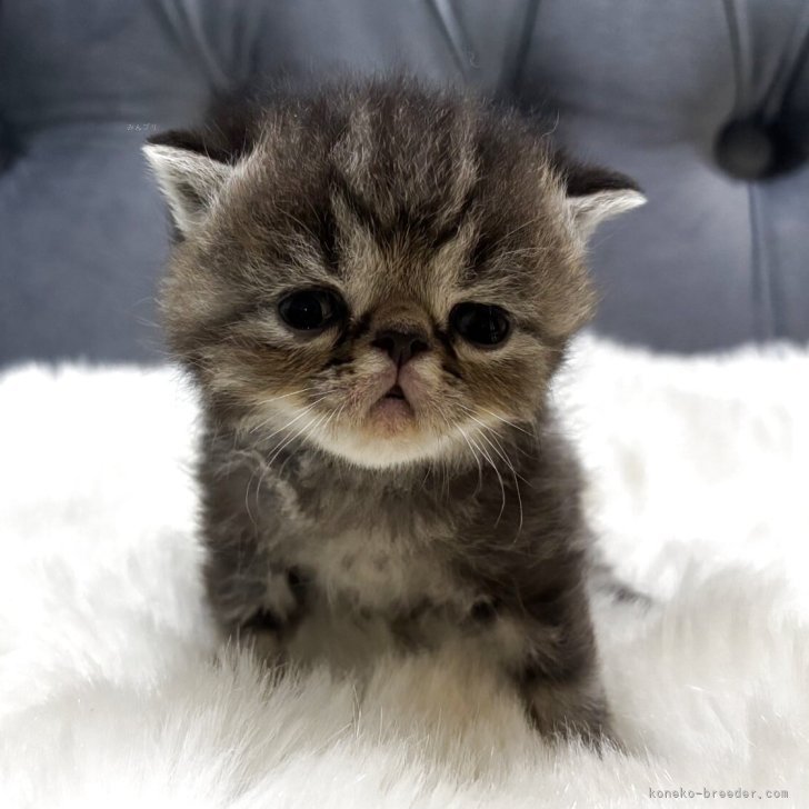 ブリーダー画像