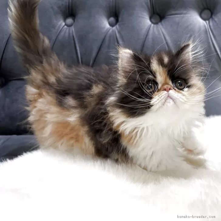 ID:2507-00796の子猫