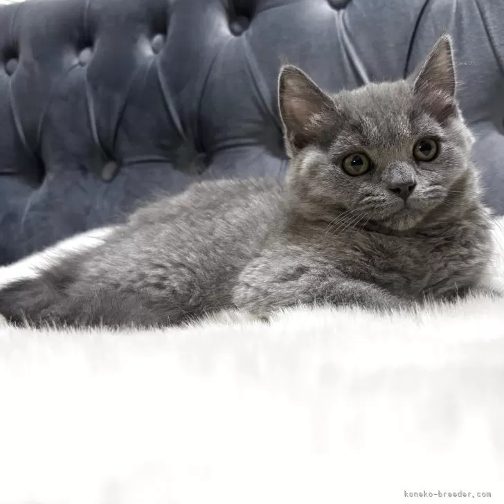 ID:2505-01333の子猫