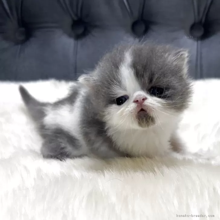 ID：2509-00015の子猫