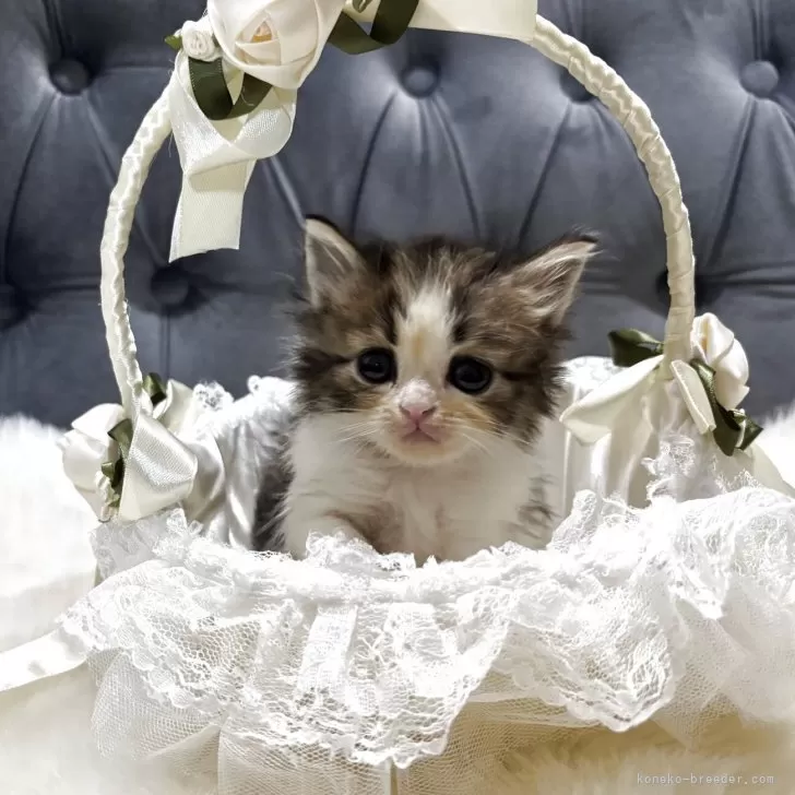 ミヌエット(長足)【鹿児島県・男の子・2025年11月4日・ブラウンタビー&amp;ホワイト】の写真1