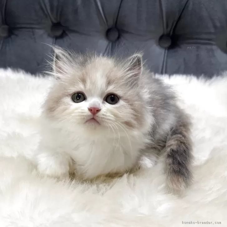 ID：2509-00716の子猫