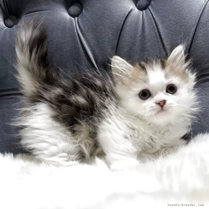 ID:2505-01248の子猫