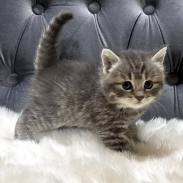 マンチカン(長足)【鹿児島県・男の子・2025年10月3日・ブルータビー】の写真「💕 癒し系ぼくちゃん🐈」