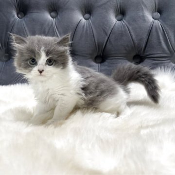 マンチカン(長足)【鹿児島県・男の子・2025年12月1日・ブルー&ホワイト】の写真「🐾一目惚れ間違いなしの可愛さ💞」